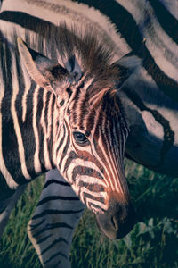 Close-up of zebra foal