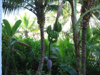 View of trees