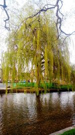 Scenic view of lake against trees