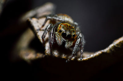 Close-up of spider on black background