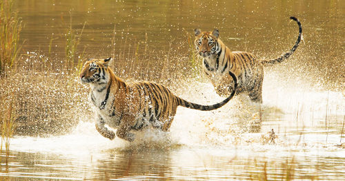 View of cats running in water