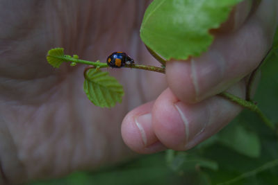 Close-up of insect on hand