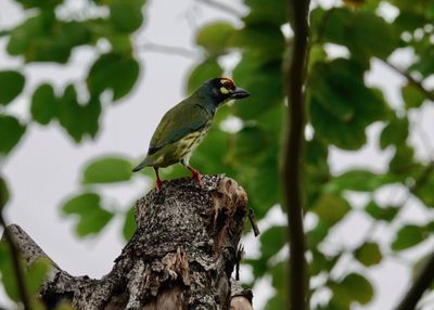 Bird perching on a tree