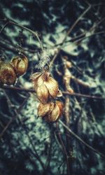 Close-up of dried leaf