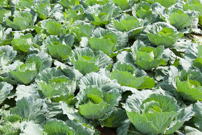 Close-up of fresh green plants in field