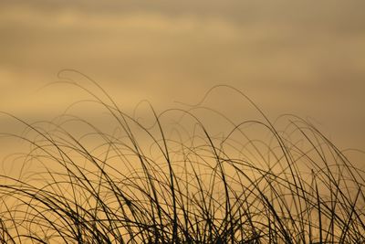 Close-up of grass against sky during sunset