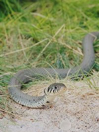 High angle view of snake on field