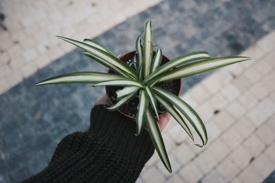 Close-up of hand holding plant