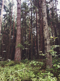 Trees in forest