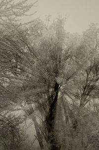 Digital composite image of trees in forest