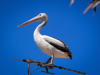 Low angle view of bird perching on pole against clear blue sky