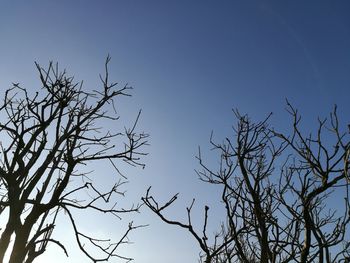 Low angle view of bare tree against clear blue sky