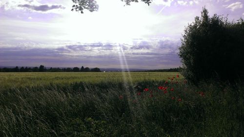 Scenic view of grassy field against sky during sunset