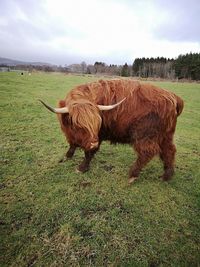 Highland cow on a field