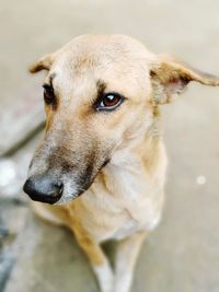 Close-up of dog looking away