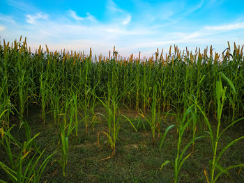 Crops growing on field against sky