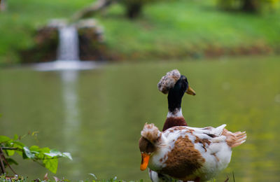 Birds in a lake