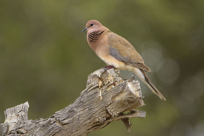Close-up of bird perching on white background