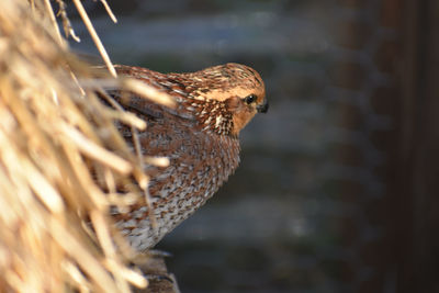Close-up of a bobwhite quail