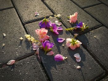 High angle view of pink flowers on footpath