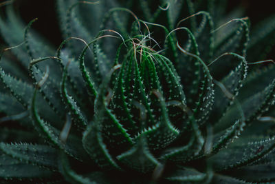 Close-up of succulent plant