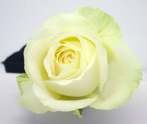 Close-up of yellow rose over white background