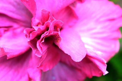 Close-up of pink flower blooming outdoors