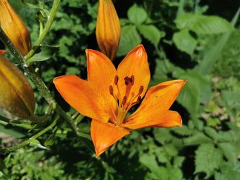 Close-up of orange flower