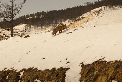 Dogs walking on snow covered field