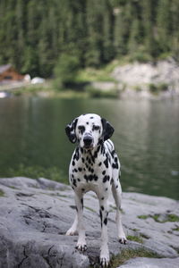 Close-up of dog - dalmatian in front of a lake