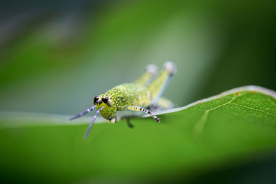 Close-up of damselfly on plant