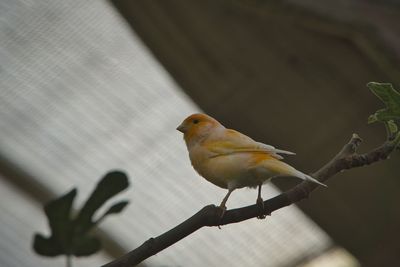 Close-up of bird perching on branch