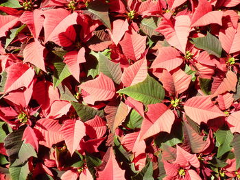 Full frame shot of red flowering plant