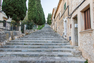 Low angle view of steps amidst trees against sky