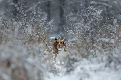 Portrait of dog in snow