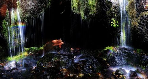 Reflection of trees in water