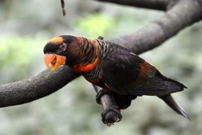 Close-up of bird perching outdoors