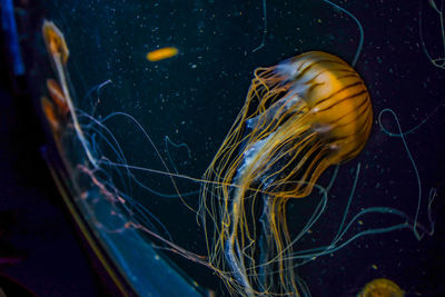 View of jellyfish in sea