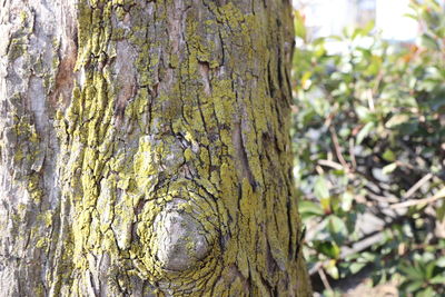 Close-up of tree trunk