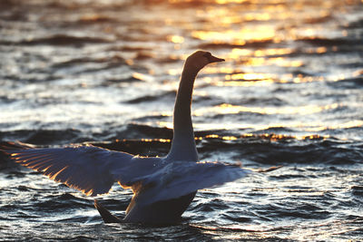 Swan flying over sea