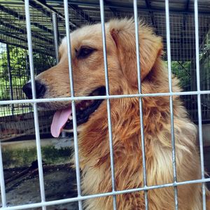 Close-up of dog in cage