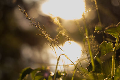 Close-up of crops growing on field