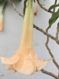 Close-up of dead plant hanging on tree