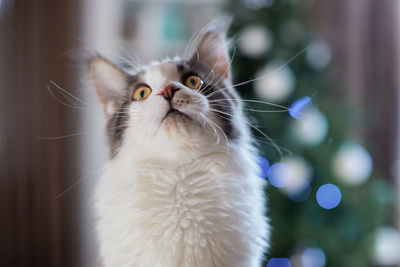 Close-up of a cat looking away