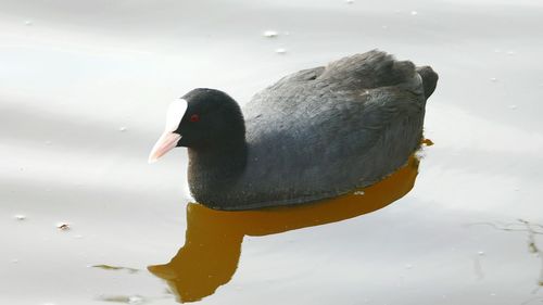 Close-up of duck swimming on lake