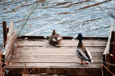 Bird perching on wooden pier over lake