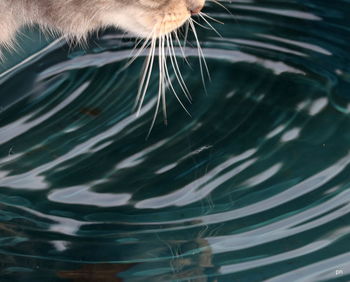 Close-up of jellyfish in water