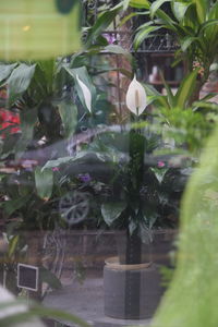 Close-up of potted plant