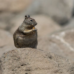 Close-up of lizard on rock