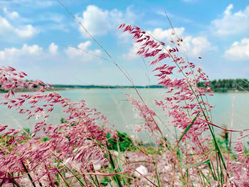 Pink flowering plants by sea against sky